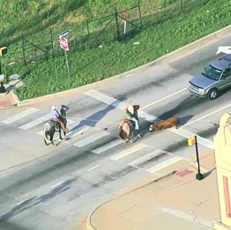 Cowboys wrangle cow after getting loose on I-40 in Oklahoma City