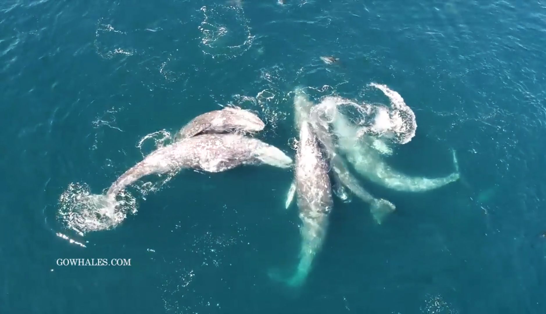 DRONE VIDEO Gray whales dancing in the Monterey Bay