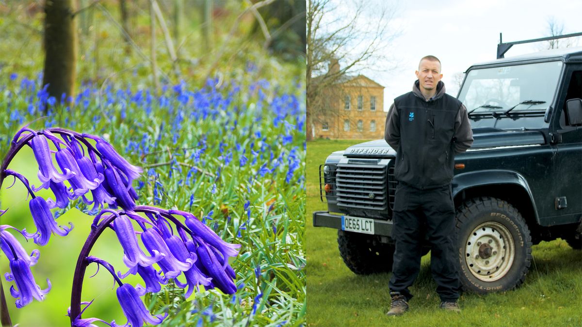 preview for Bluebells at Basildon Park National Trust