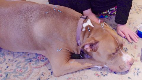 preview for This Vet Uses Acupuncture to Treat Everything From Allergies to Arthritis