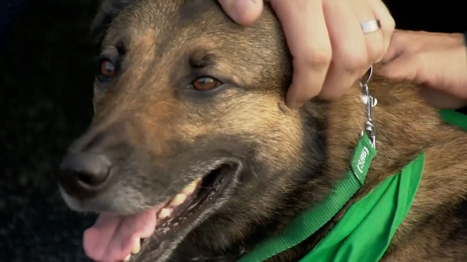 Veteran adopts dog that survived being thrown over motel balcony