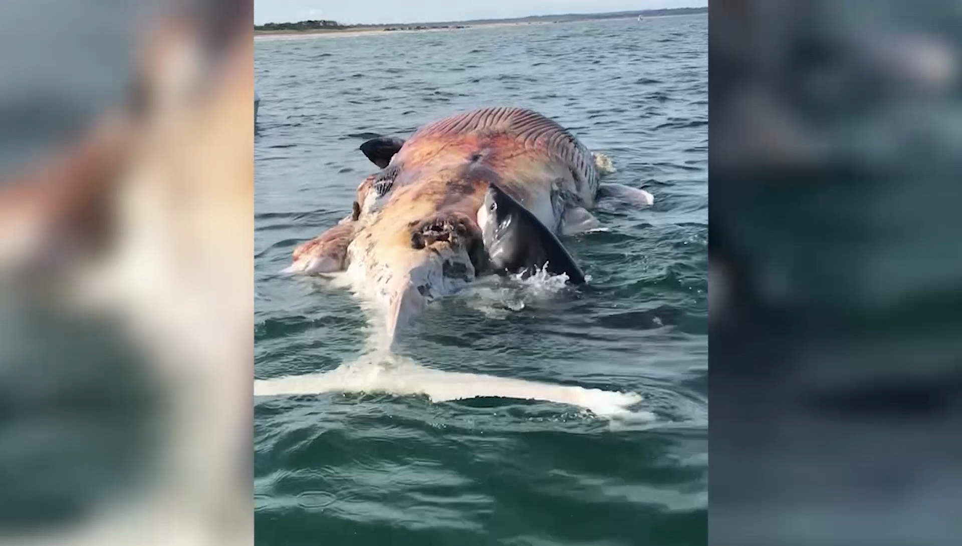 Duxbury Family Has Close Encounter With Great White Shark Feeding On Dead Whale