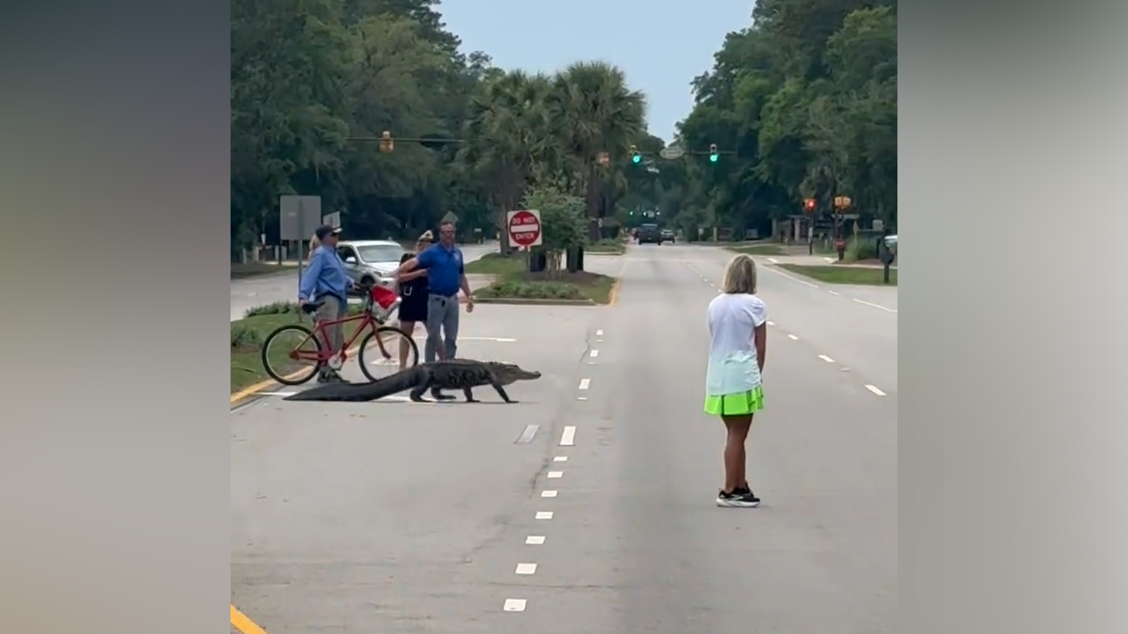 Alligator stops traffic on Hilton Head Island