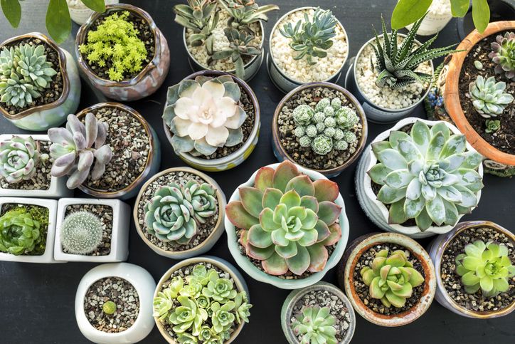 5 Different types of Succulent Cuttings 