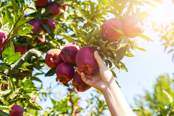 preview for Celebrate Fall With These 12 Activities