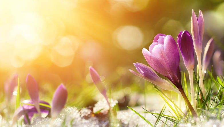 preview for Everything to Know About the Spring Equinox