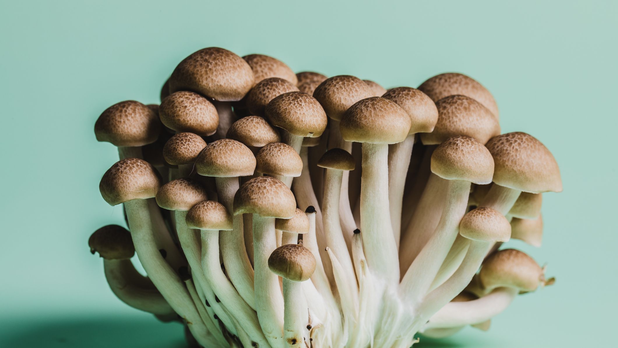 16 Different Types of Mushrooms - Most Common Edible Mushrooms