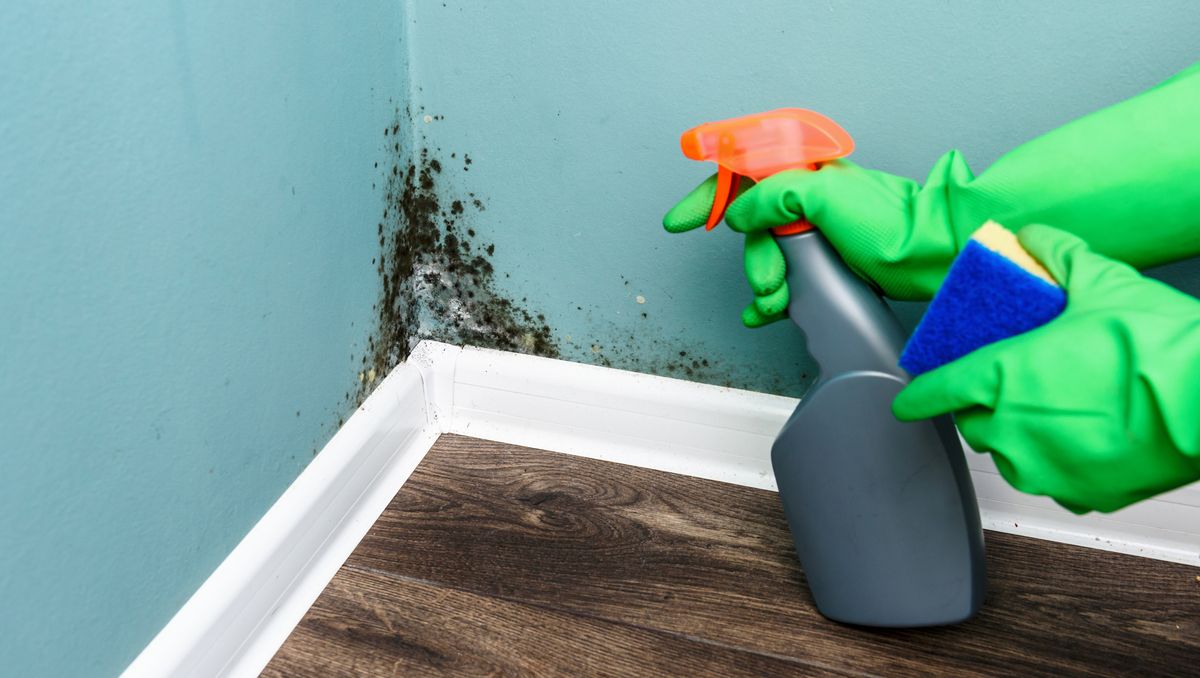 How To Get Rid Of Mold In Your Home Safely