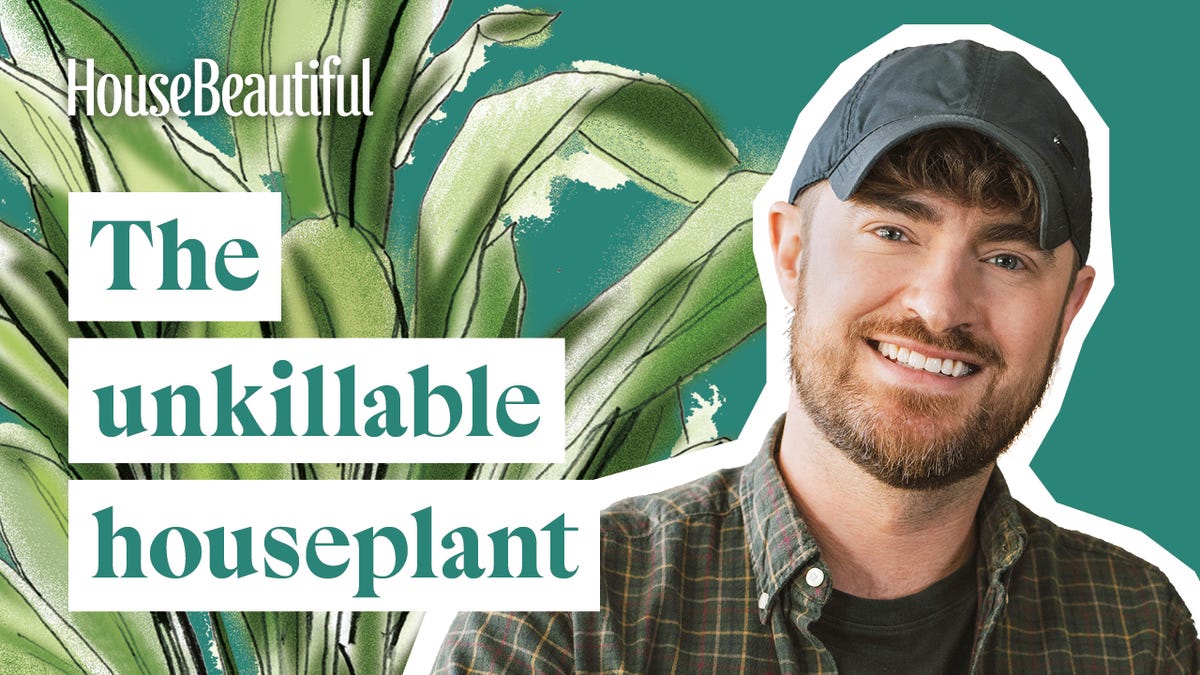 Aspidistra Elatior: The Unkillable Cast Iron Plant - Care Guide