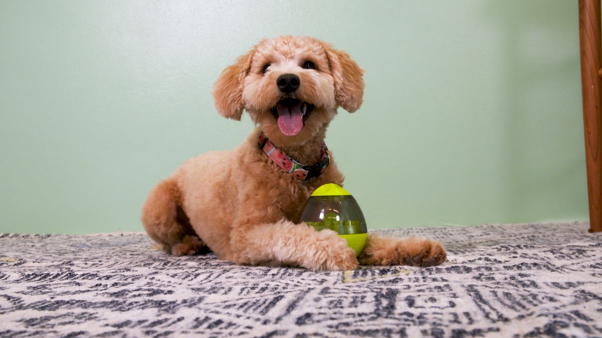 preview for This Dog Toy Allows Dogs To Feed Themselves