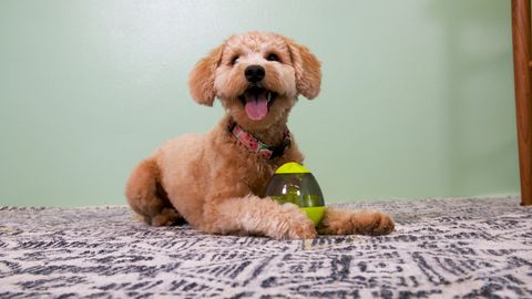 preview for This Dog Toy Allows Dogs To Feed Themselves