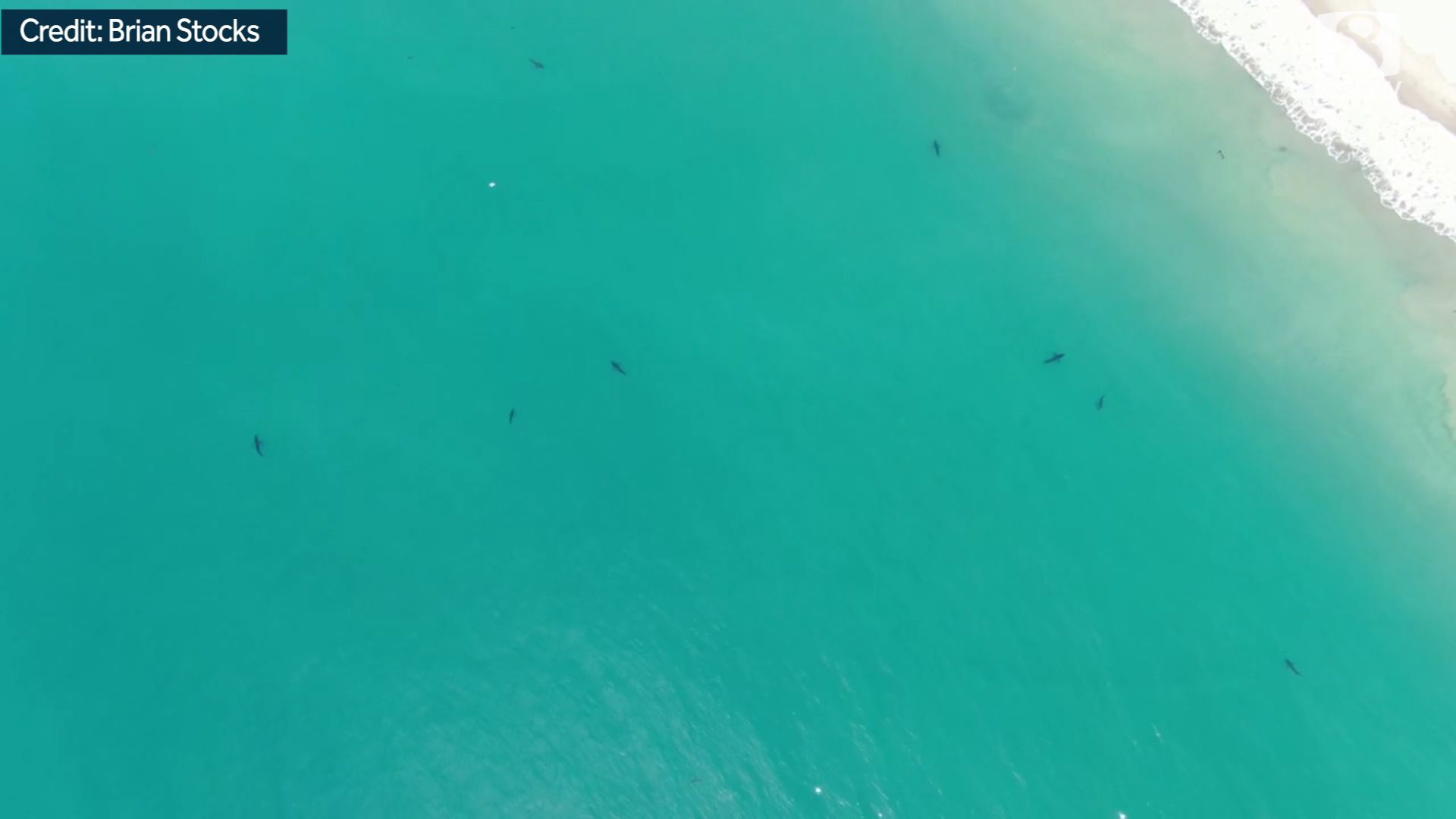 Watch Great White Sharks Return To The Shores Of Seacliff State Beach
