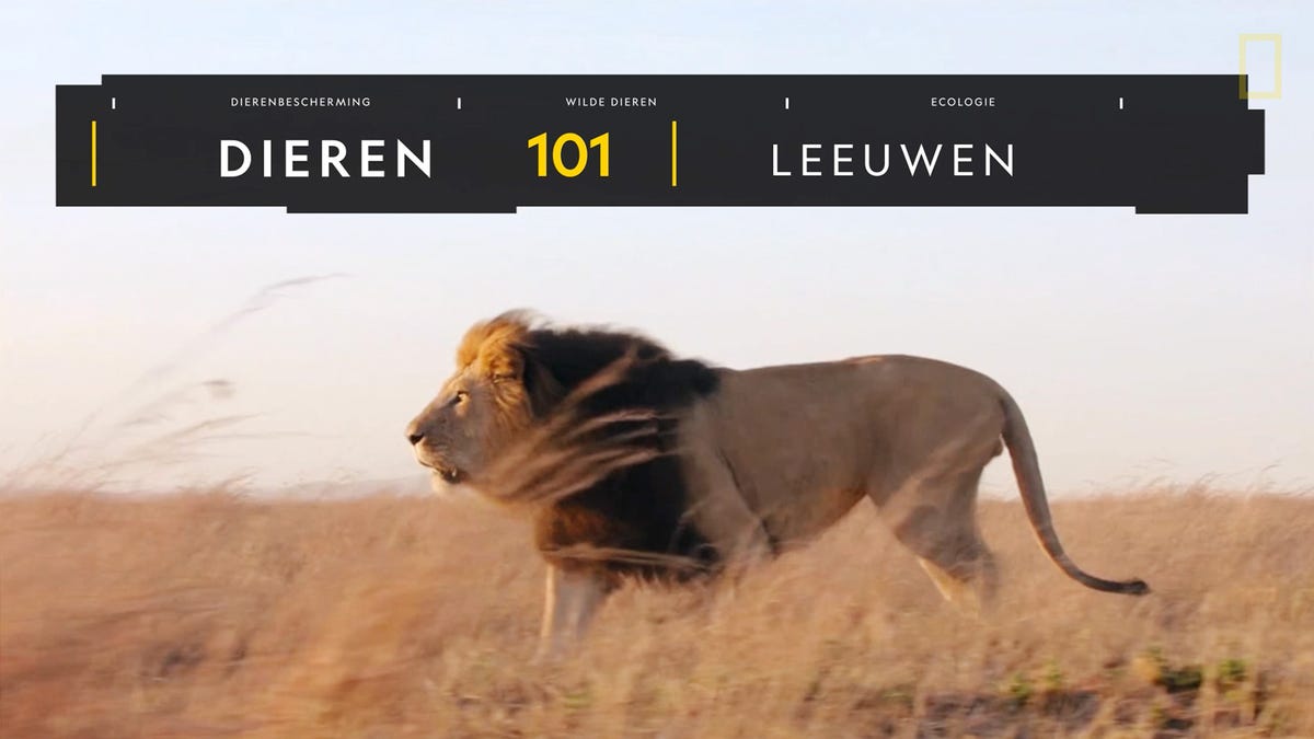 Video player poster image preview for Dieren