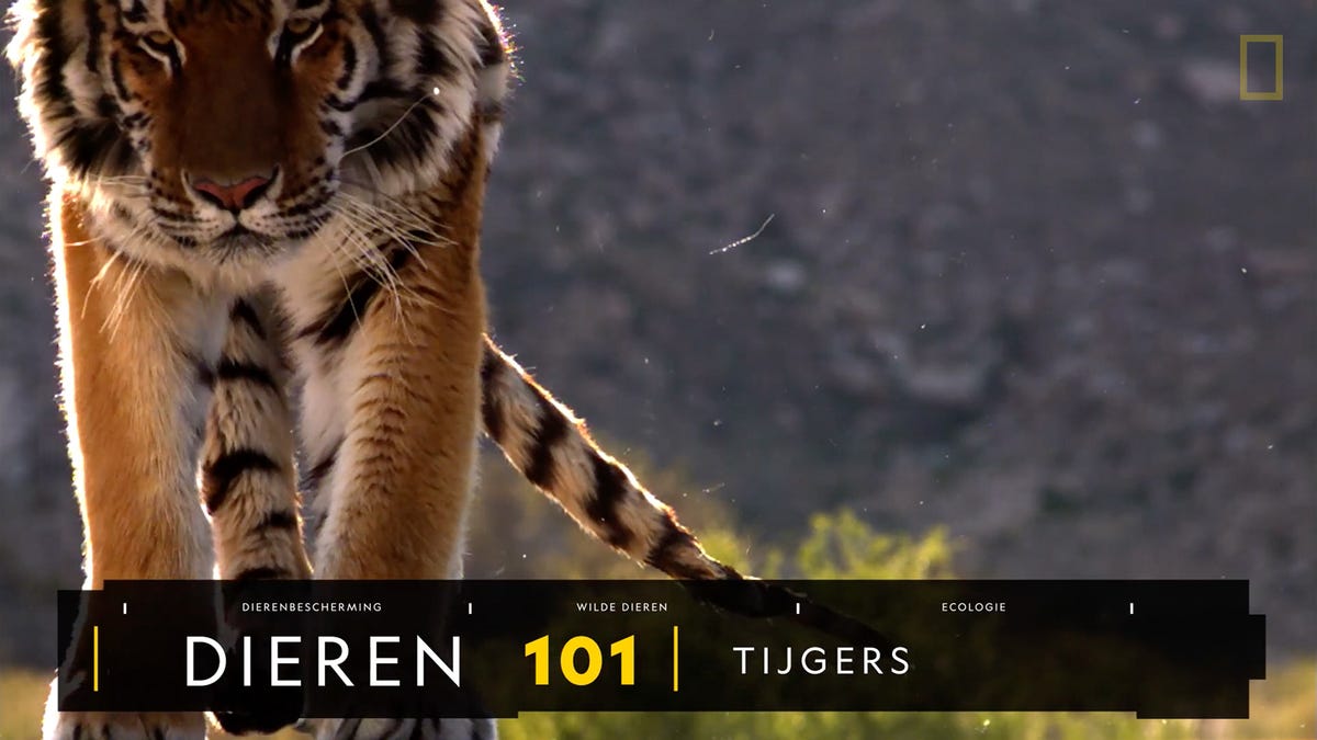 een bengaalse tijger in india