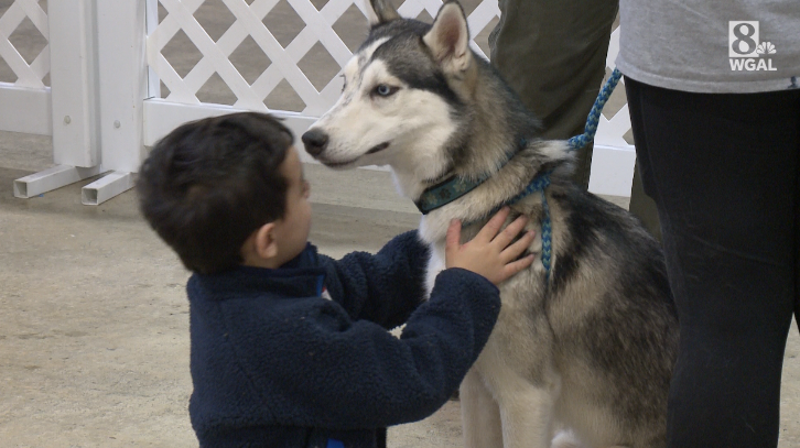 are huskies good search and rescue dogs