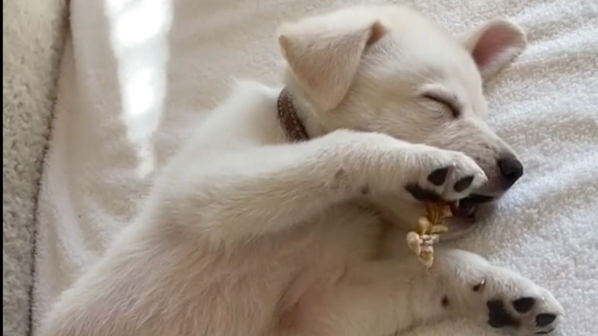 preview for Friends star Jennifer Aniston introduces fans to new puppy (Instagram)
