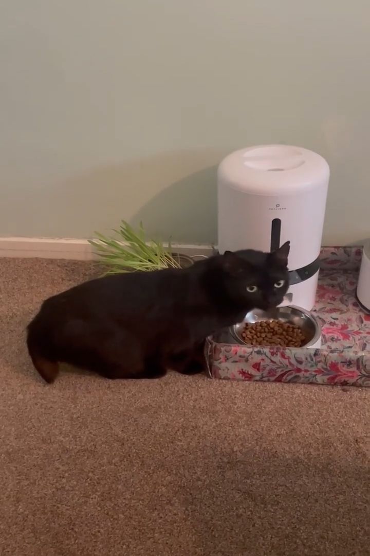 Jolene eats from the Petlibro Granary WiFi automatic pet feeder