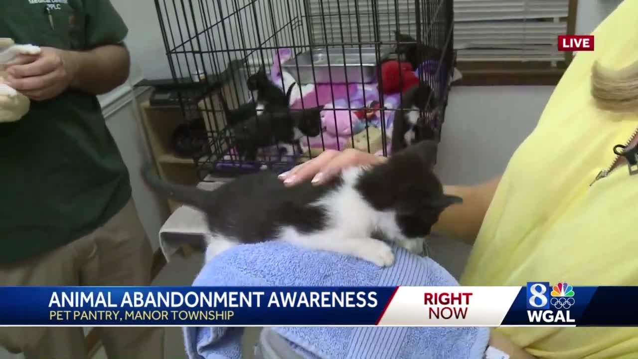 7 Kittens Left At Lancaster County S Pet Pantry