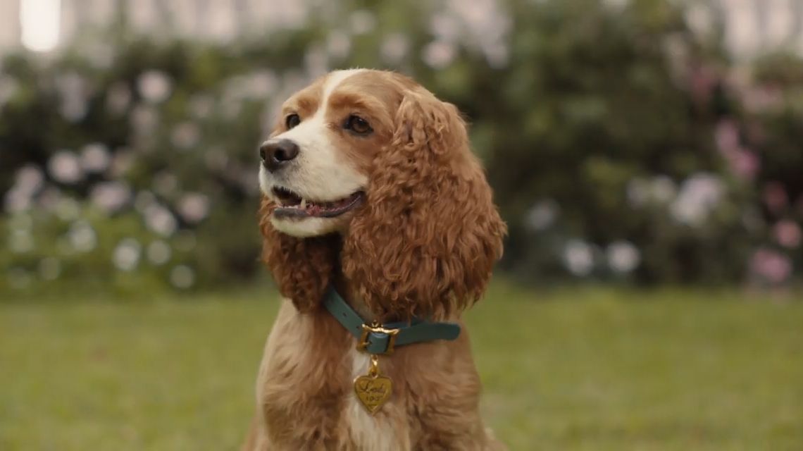 BRPROUD  Live-action Lady and the Tramp canine cast revealed