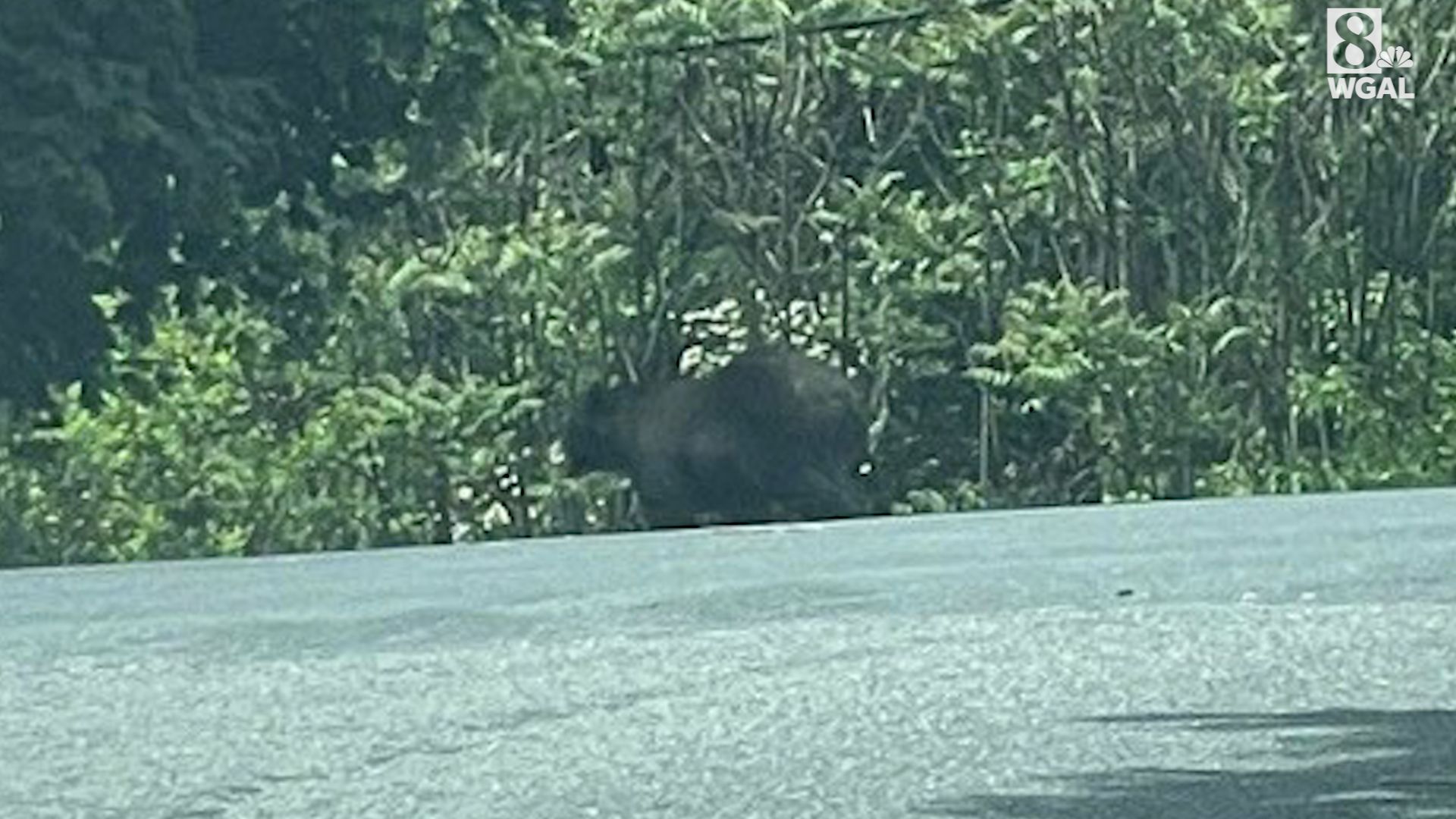 Black bears spotted in Portland neighborhoods