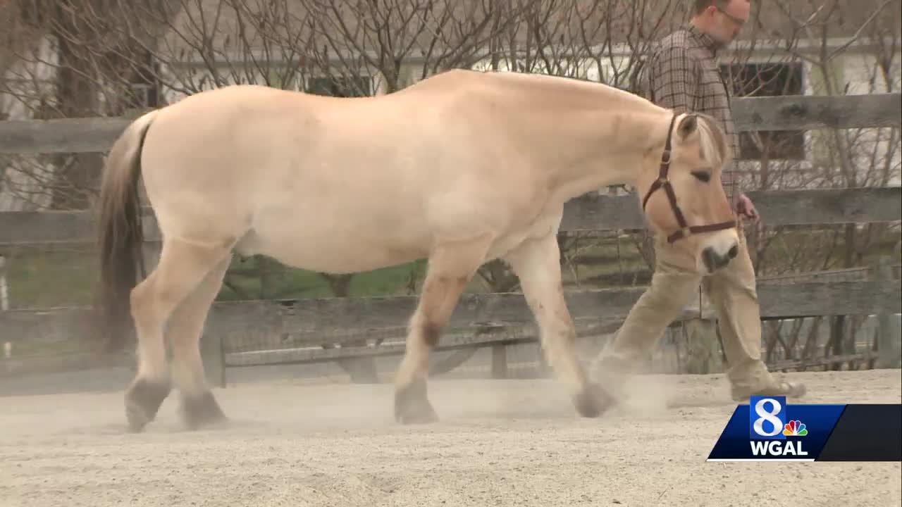 Free equine therapy offered to those impacted by UPMC hospital shooting