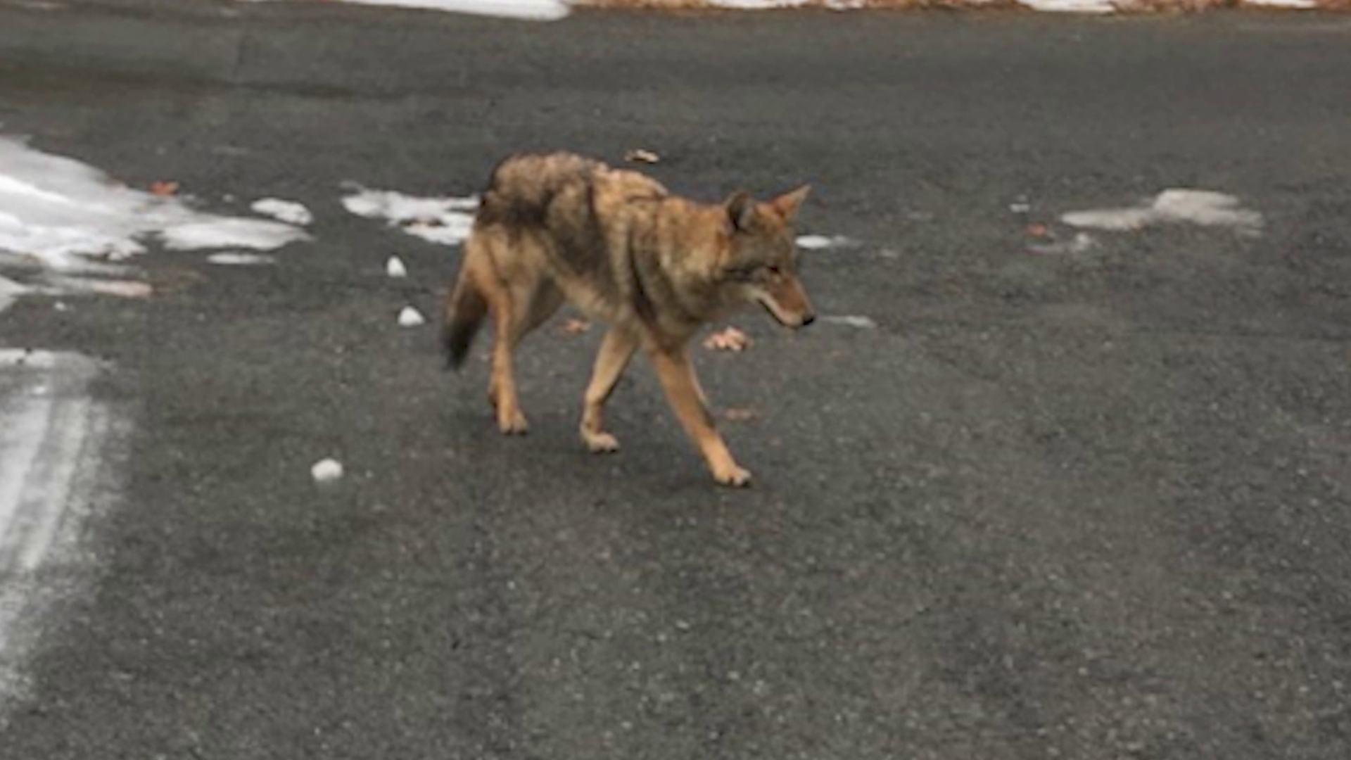 Lynnfield Woman Approached By Rabid Coyote In Her Driveway