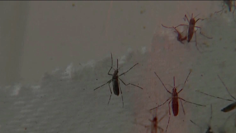 Lee County Mosquito Control releases over 100K sterile male