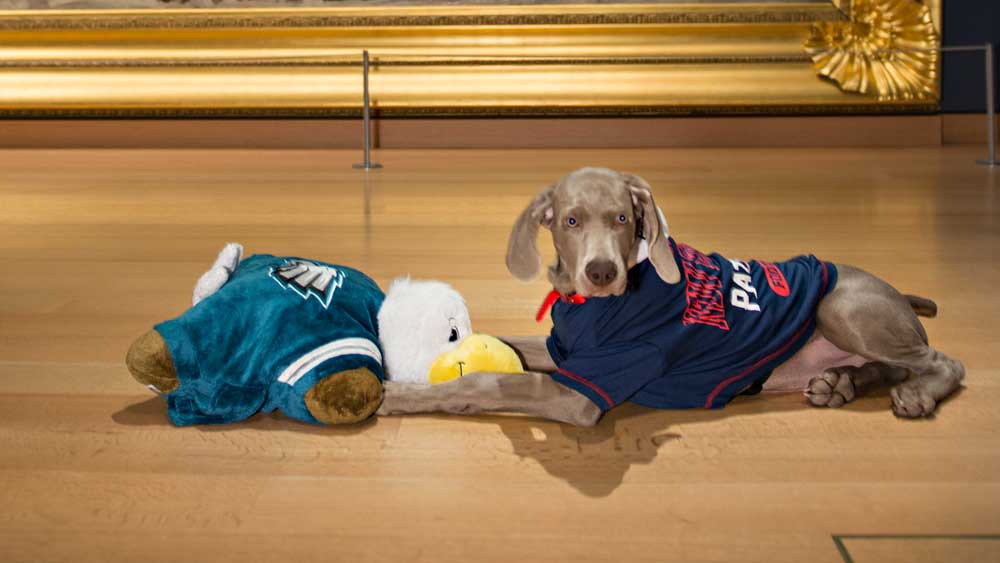 Riley, the MFA's new dog, has a Super Bowl prediciton