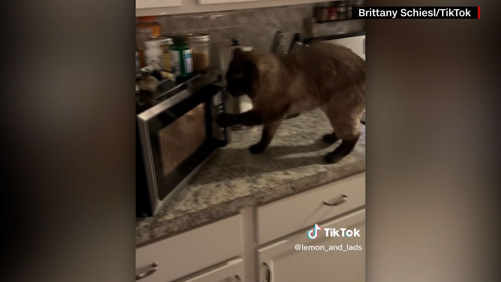me putting my pet fork in microwave meme｜TikTok Search
