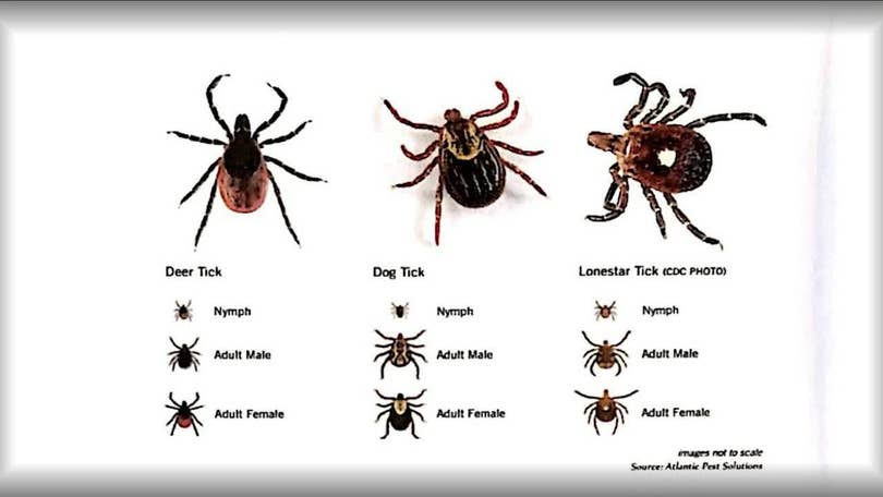 Black bears may be major factor in spread of ticks in Pennsylvania