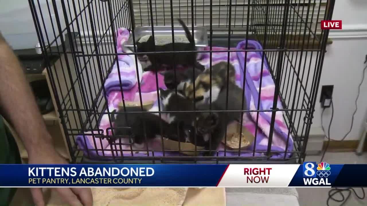 7 Kittens Left At Lancaster County S Pet Pantry