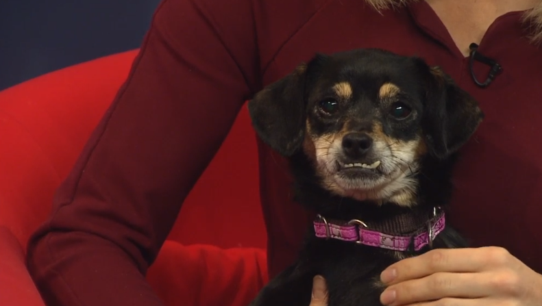 Meet these cute animals up for adoption through SAAP Meet these cute animals up for adoption through SAAP