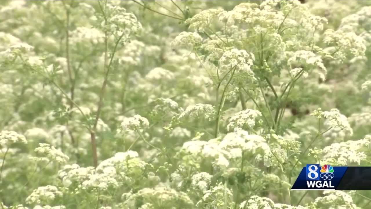 Invasive, dangerous plant blooming in Pennsylvania