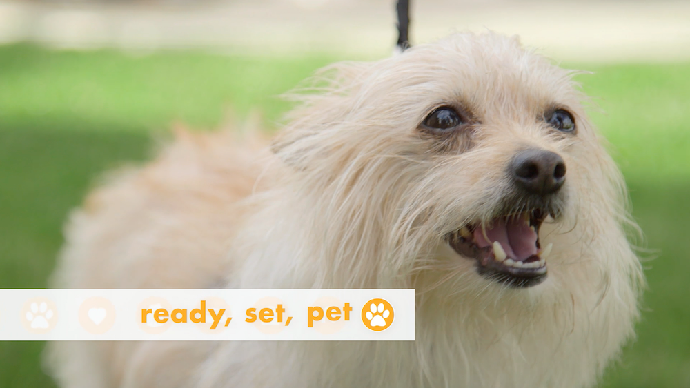 Ready Set Pet