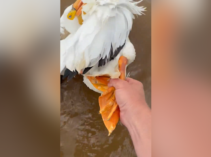 WATCH: Trooper rescues pelican with fishing hook through foot at Oklahoma lake