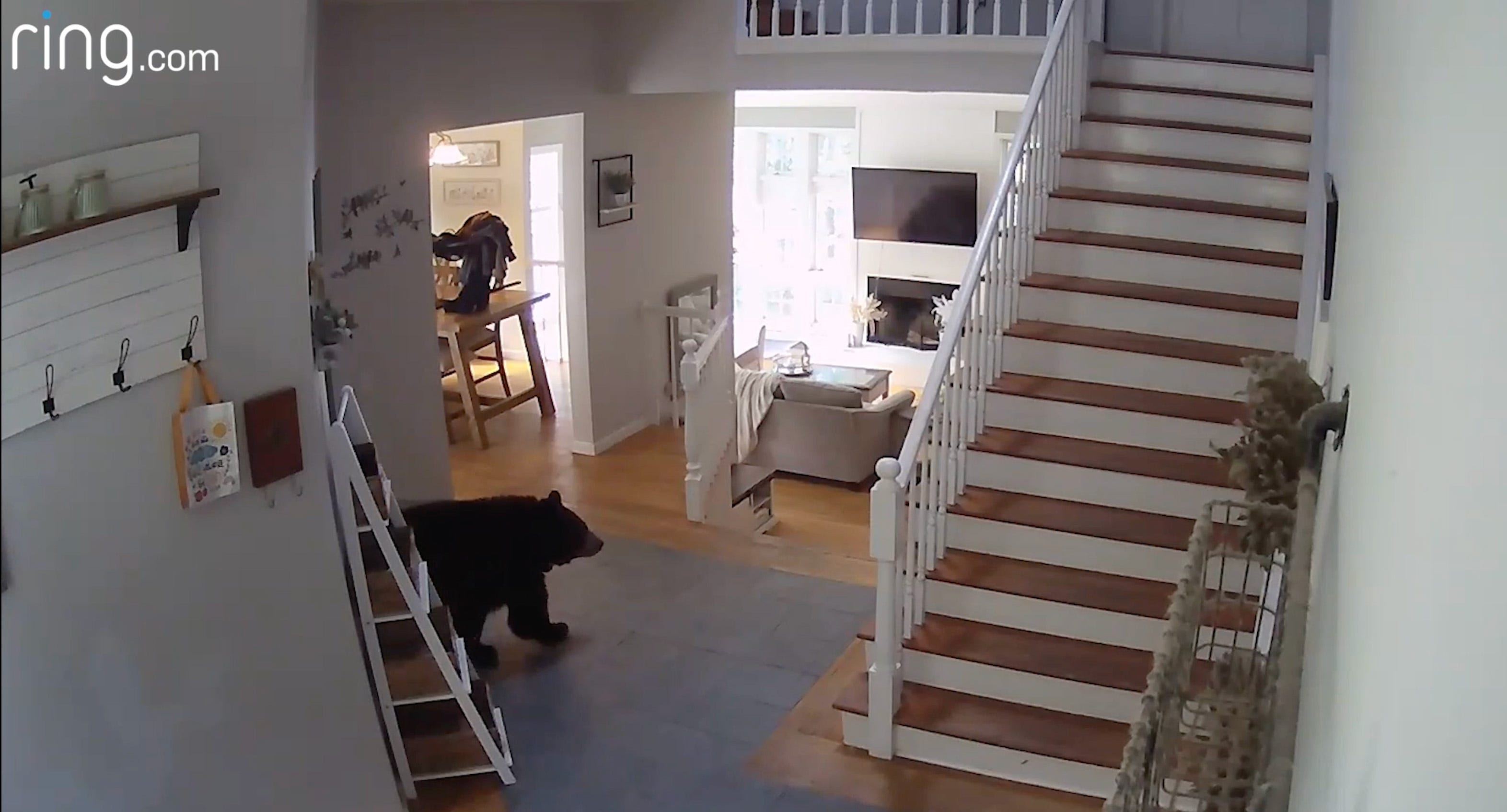 Watch: A Bear Breaks into a Connecticut Home for a Midday Snack