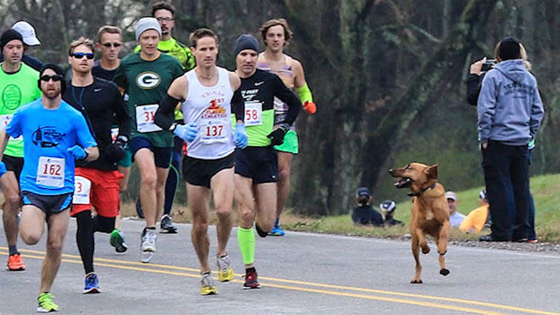 preview for These Stray Dogs Enjoy Running Half Marathons