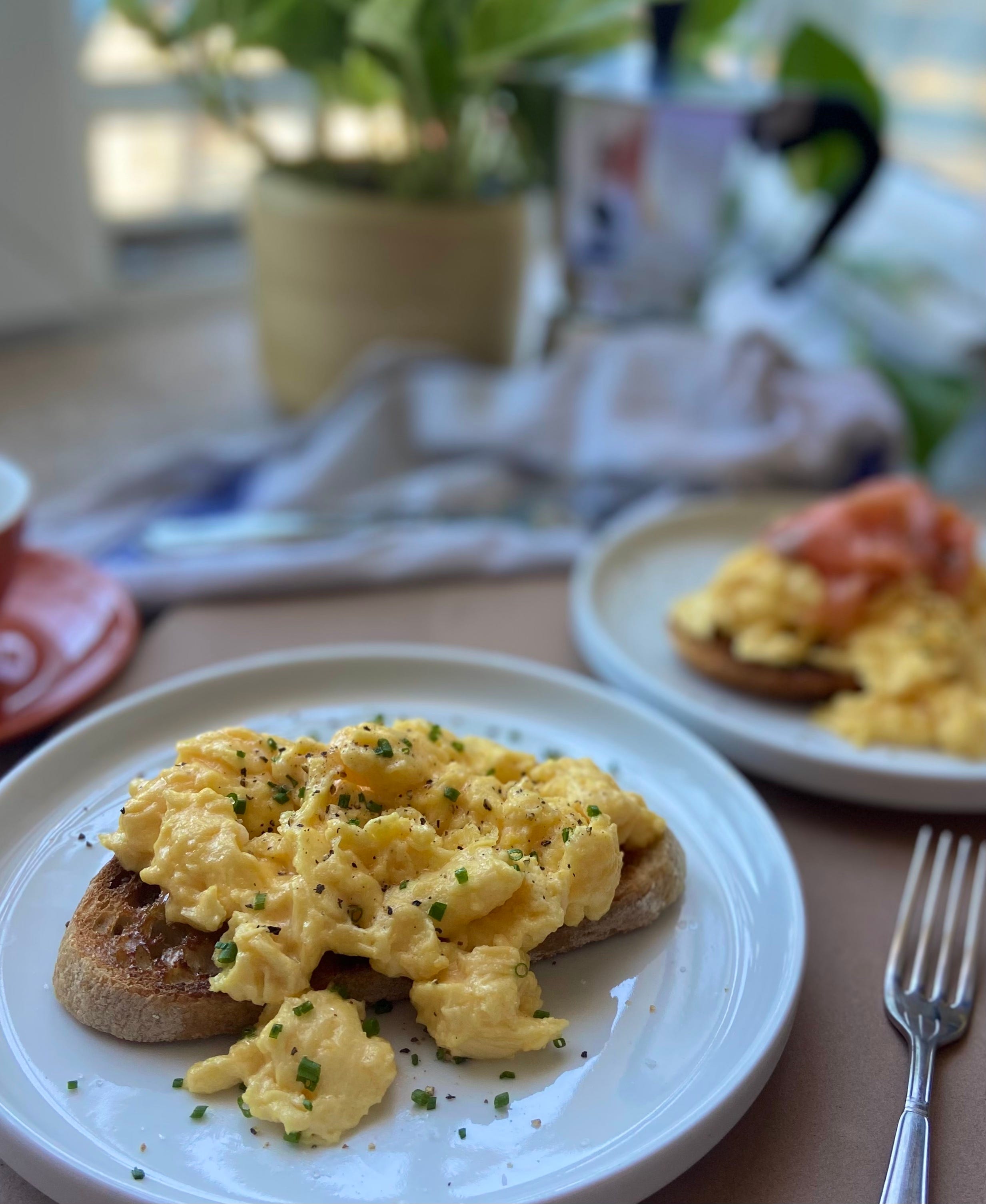 can boxers eat scrambled eggs