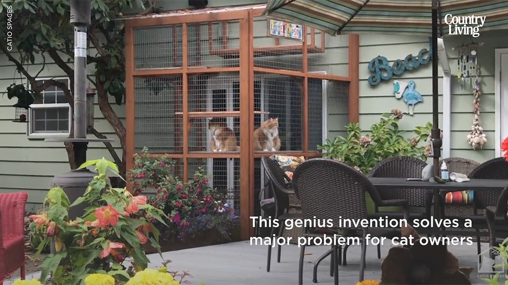 preview for Cat Patios