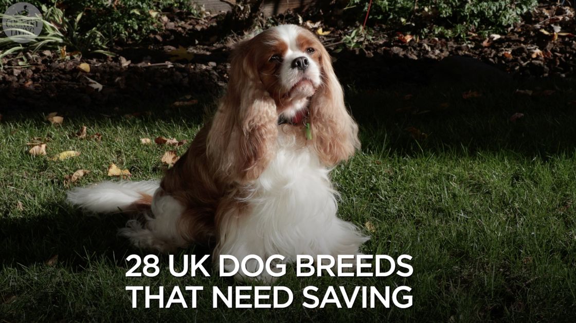 preview for 28 vulnerable UK dog breeds that need saving