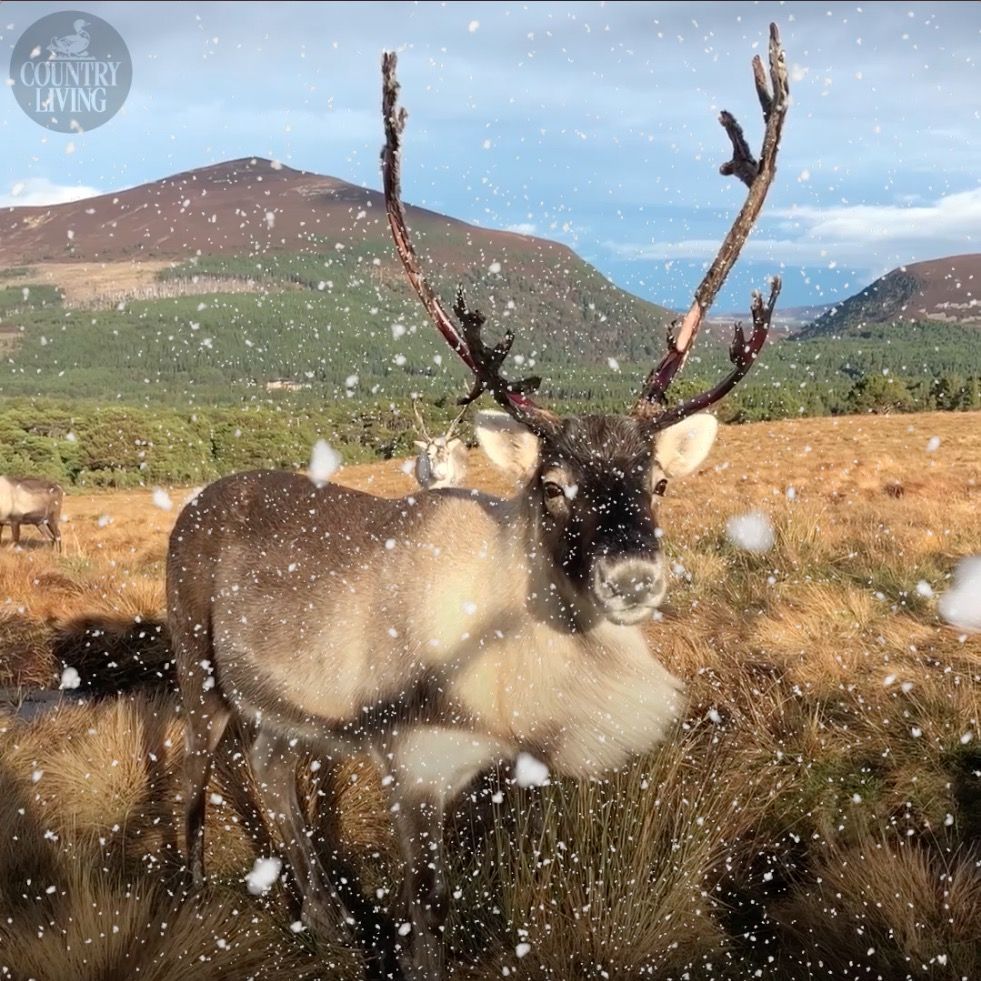 preview for The only free-ranging reindeer herd in the UK
