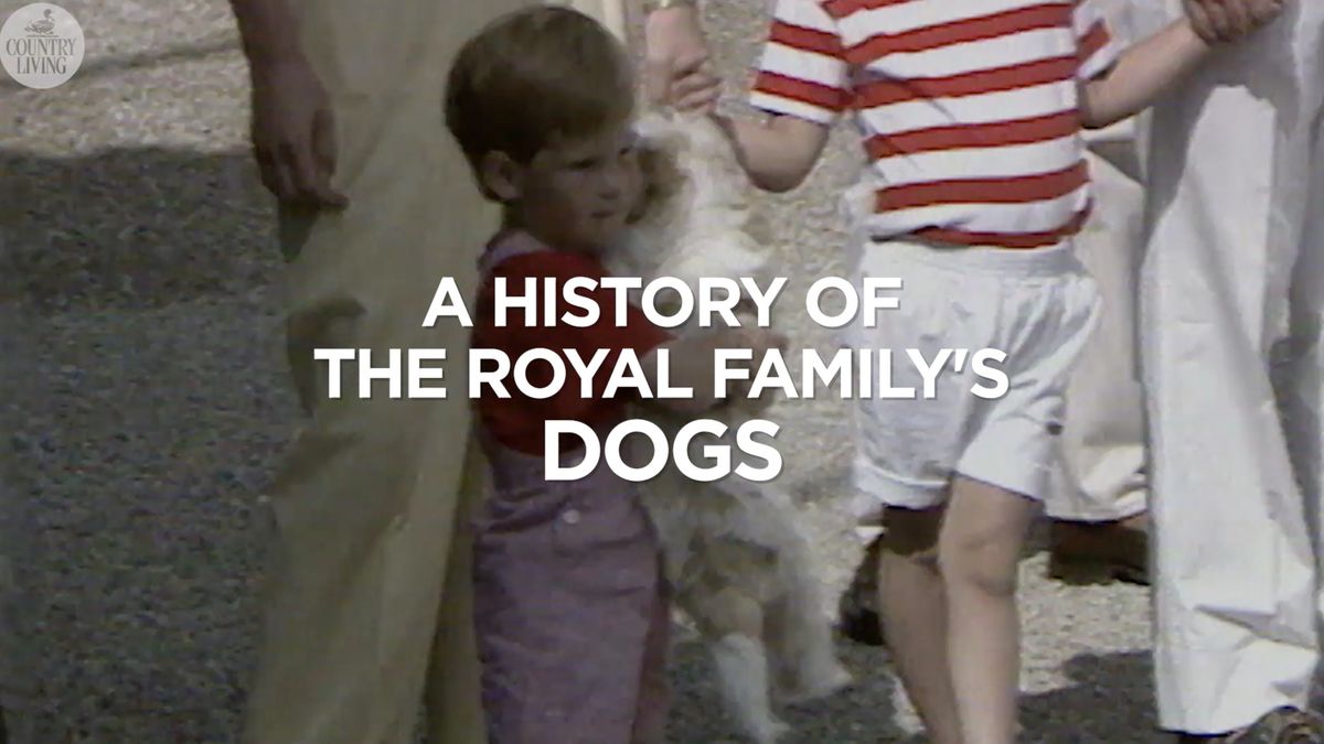 preview for A history of the royal family's dogs