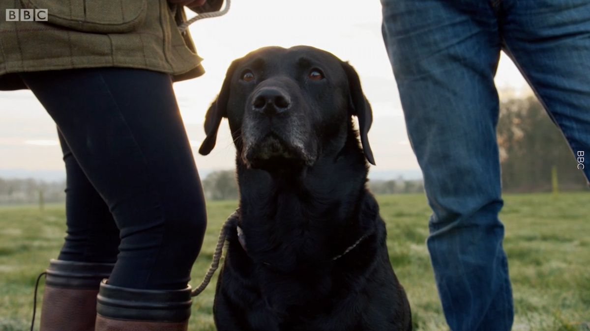 preview for Countryfile viewers moved to tears by "heartbreaking" stolen dogs segment