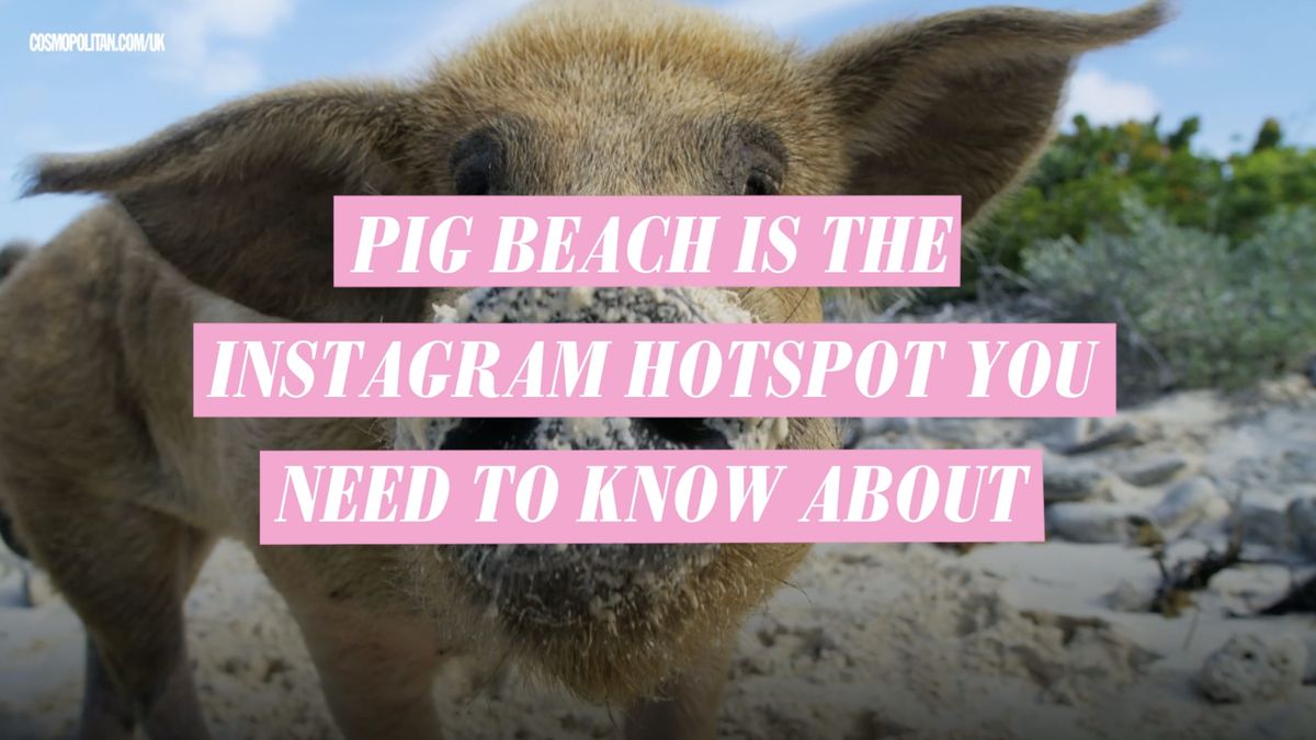 preview for Pig beach is the Instagram hotspot you need to know about