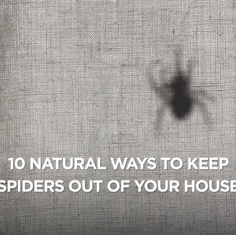 preview for 10 natural ways to keep spiders out of your home
