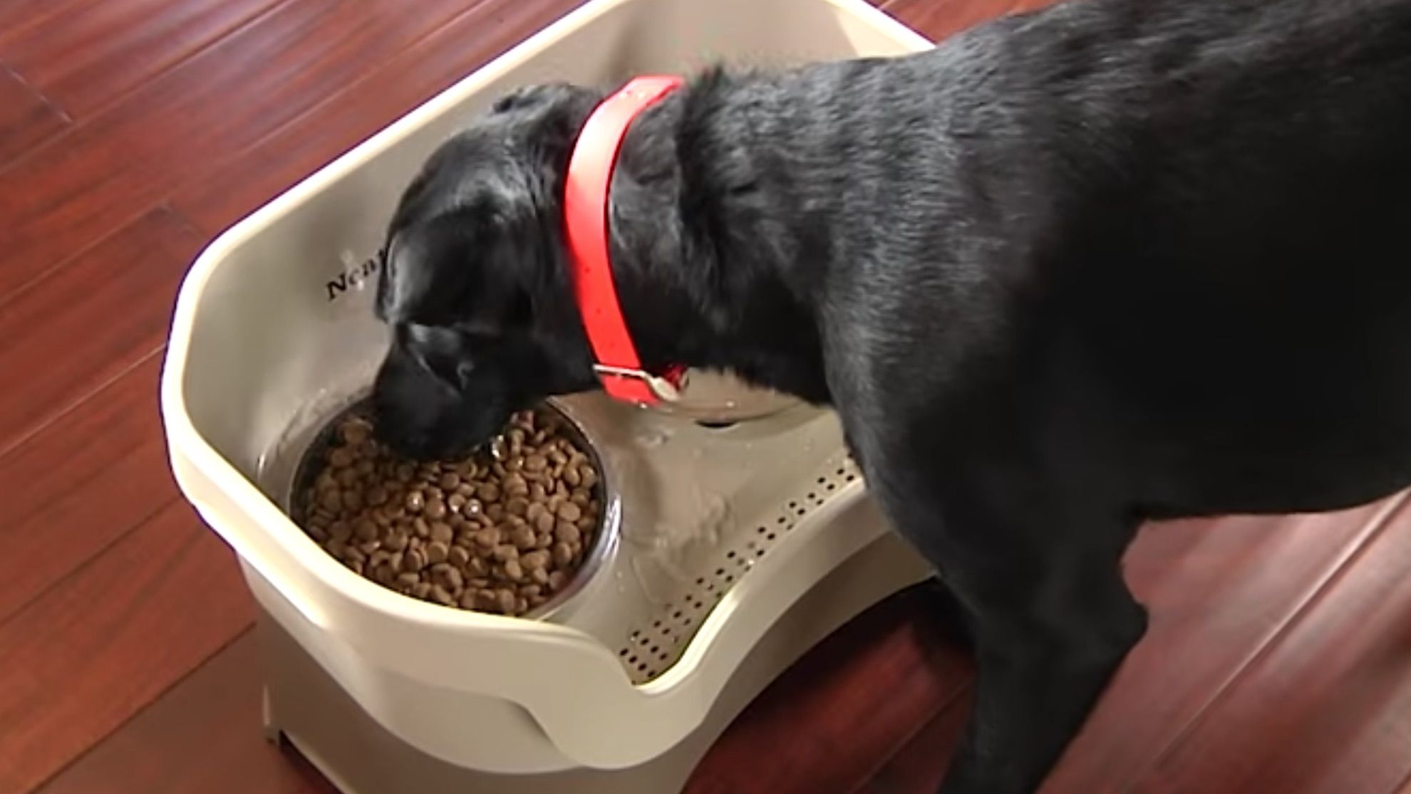 The Best Automatic Dog Feeders of 2019