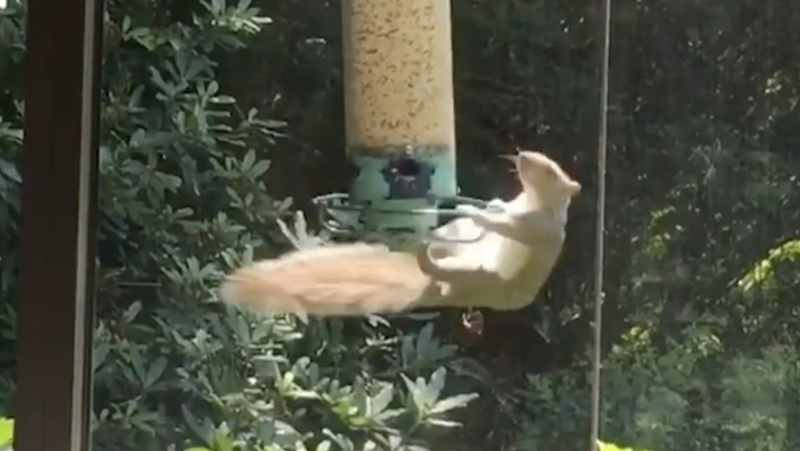 preview for Squirrel-Proof Bird Feeder