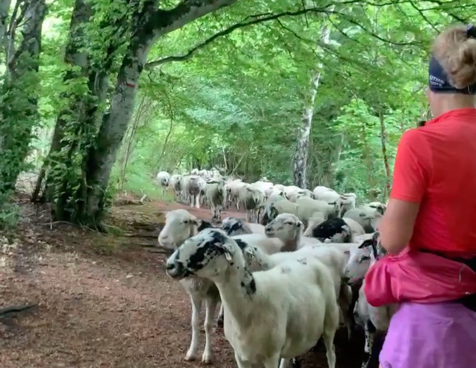 flock of sheep running on field