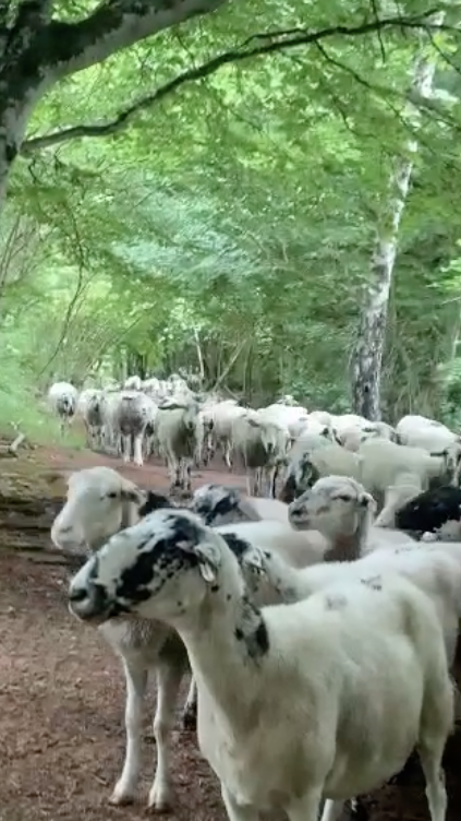preview for Sheep Join Trail Runner in France