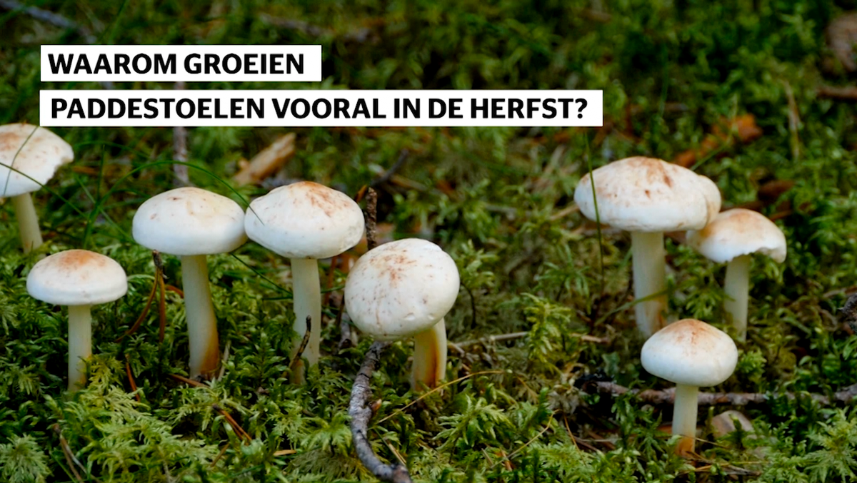 preview for Waarom groeien paddestoelen vooral in de herfst?